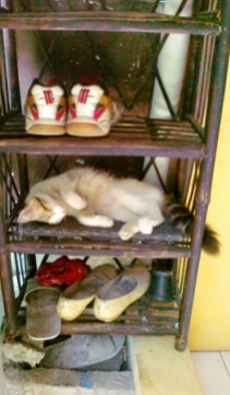cat in the shoe rack